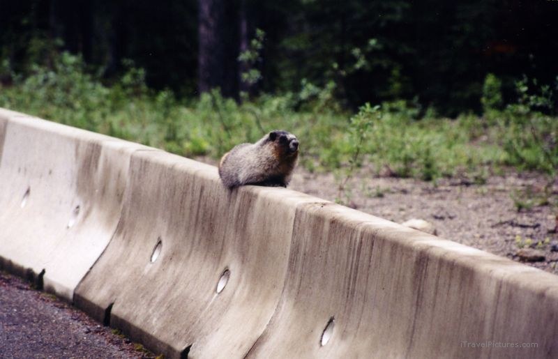 Yoho national park marmot barrier